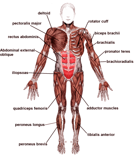 Body Muscles Diagram Labeled