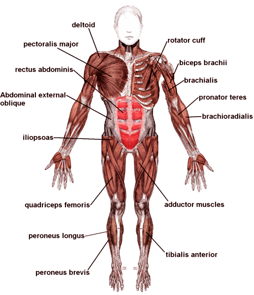 Labeled Muscle Diagram Human Body