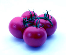 purple tomato 